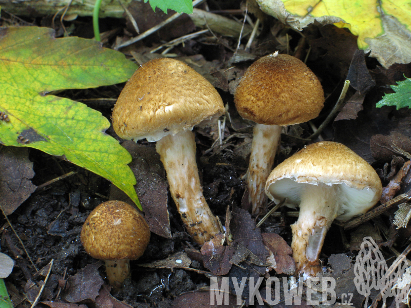 Lepiota boudieri