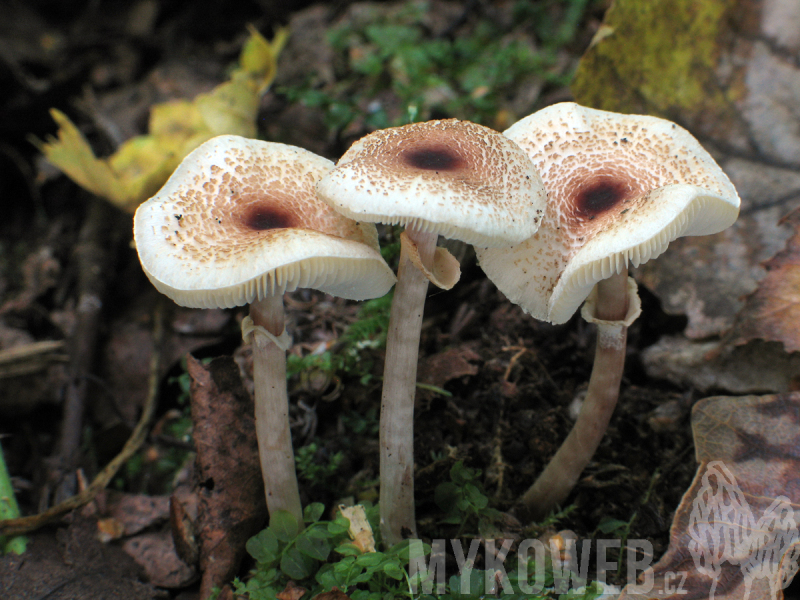 Lepiota cristata