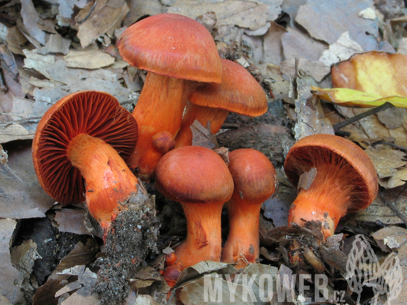 Cortinarius cinnabarinus