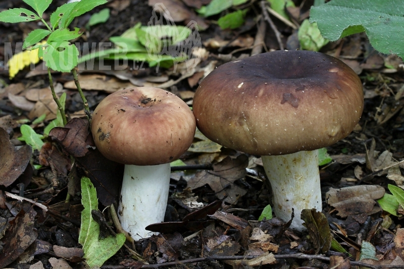 Russula faginea