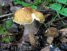 Lepiota boudieri