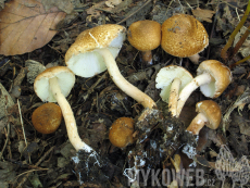 Lepiota boudieri