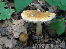 Lepiota boudieri