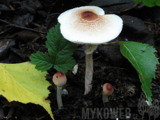 Lepiota cristata