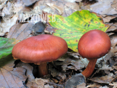 Cortinarius cinnabarinus