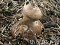 Geastrum schmidelii