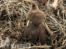 Geastrum schmidelii