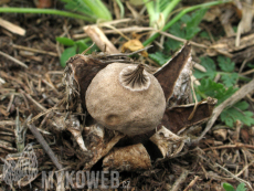 Geastrum schmidelii