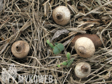 Geastrum schmidelii