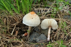 Lepiota cristata