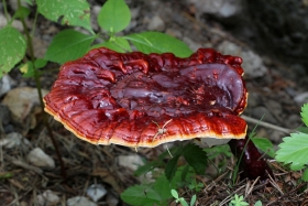 Ganoderma lucidum